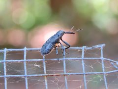 Isacantha rhinotioides