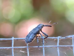 Isacantha rhinotioides