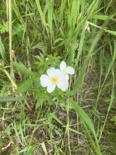 Canada anemone