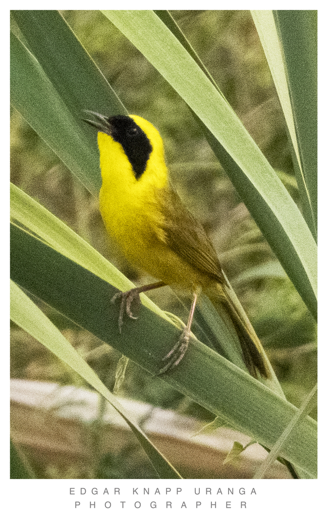 Altamira Yellowthroat