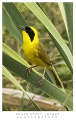 Altamira Yellowthroat photo 1
