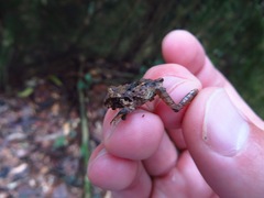 Craugastor megacephalus