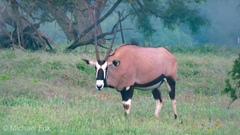 Oryx