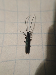 Theophilea subcylindricollis