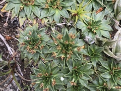 Plantago muelleri