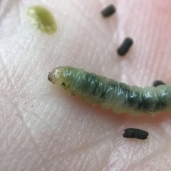 Dichomeris ligulella