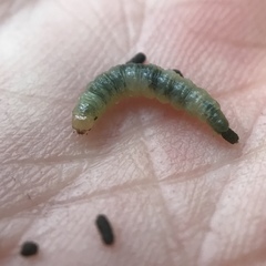 Dichomeris ligulella