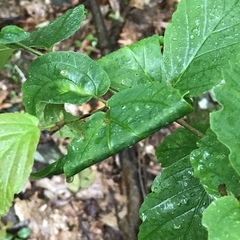 Dichomeris ligulella