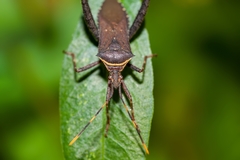 Leptoglossus gonagra image