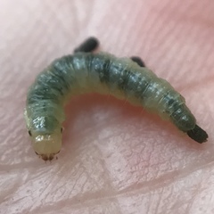 Dichomeris ligulella