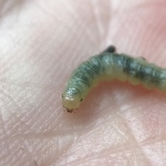 Dichomeris ligulella