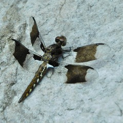 Common Whitetail