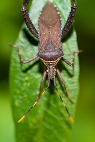 Leptoglossus gonagra image