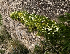 Stackhousia pulvinaris