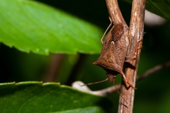 Euschistus ictericus