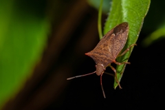 Euschistus ictericus