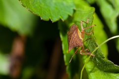 Euschistus ictericus