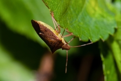 Euschistus ictericus