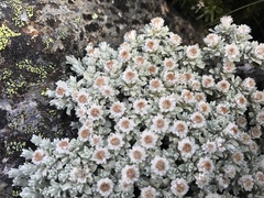 Ewartia nubigena