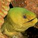 Green Moray - Photo (c) Kevin Bryant, some rights reserved (CC BY-NC-SA)