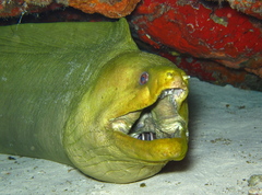 Green Moray photo 3
