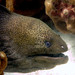 Giant Moray - Photo (c) Lakshmi Sawitri, some rights reserved (CC BY)