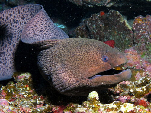 Giant Moray