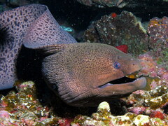 Giant Moray photo 5