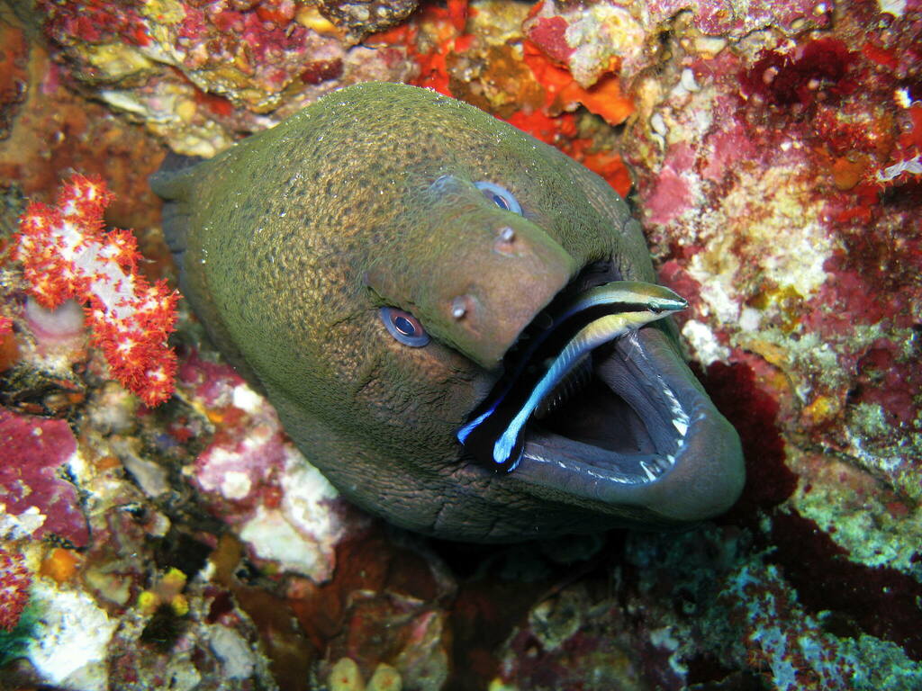 Giant moray