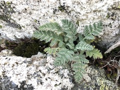 Chaerophyllum brevipes
