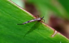 Idolothrips