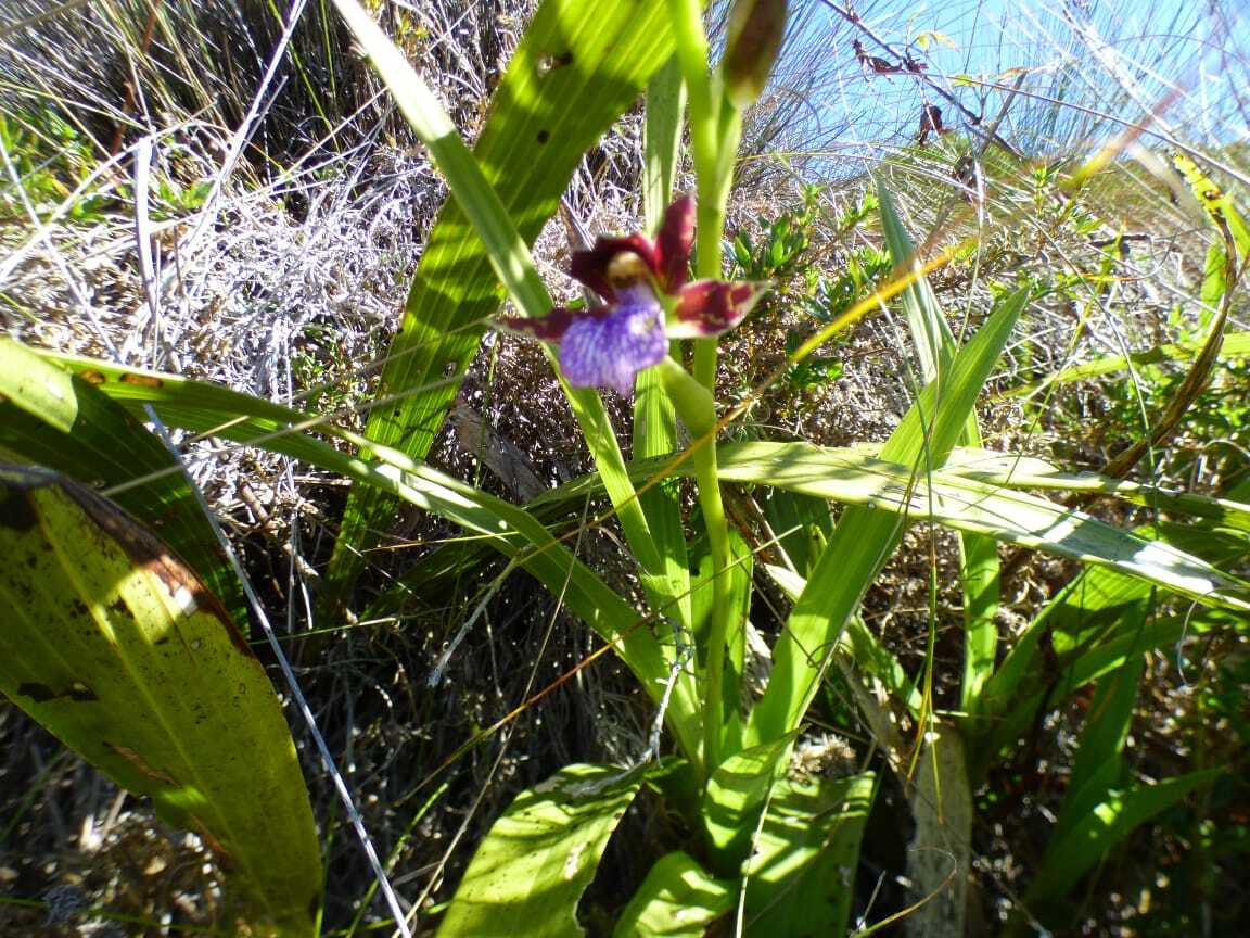 Imagem de Orquídea