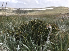 Gentianella muelleriana