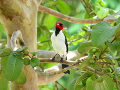 Red-Capped Cardinal photo 3