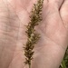 Lesser Tussock Sedge - Photo (c) grassgirl, some rights reserved (CC BY-NC), uploaded by grassgirl