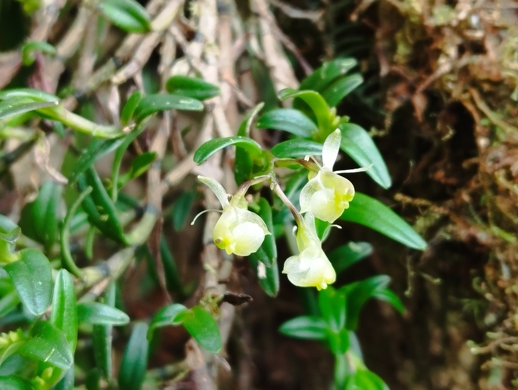 Epidendrum soratae Rchb.f.