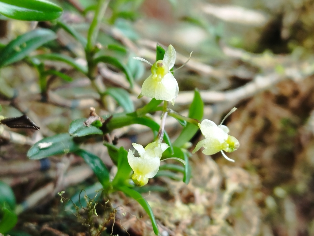 Epidendrum soratae Rchb.f. 2