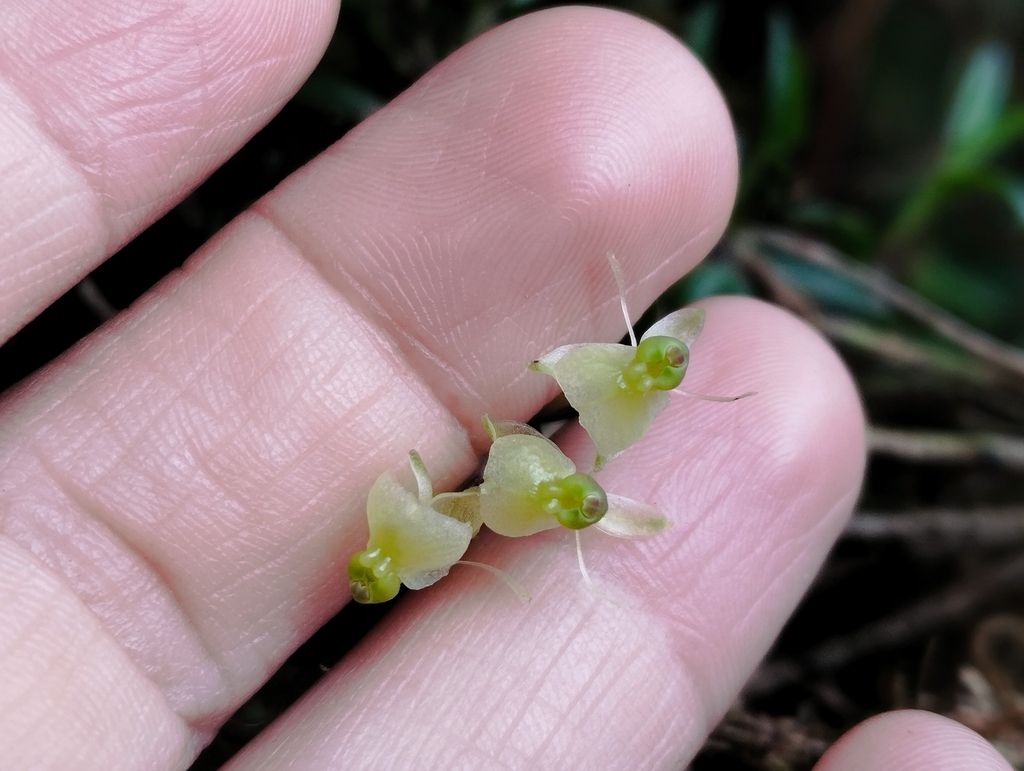 Epidendrum soratae Rchb.f. 4