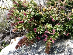 Podocarpus lawrencei