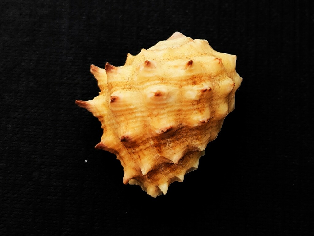Ricinella rubusidaeus
