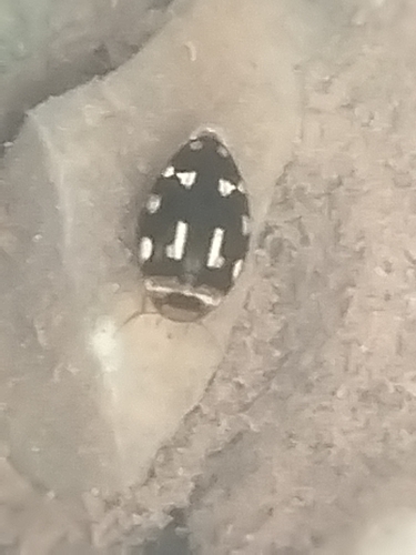Laccophilus horni
