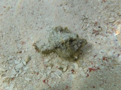 Muricoidea