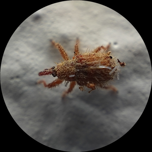 Melexerus hispidus
