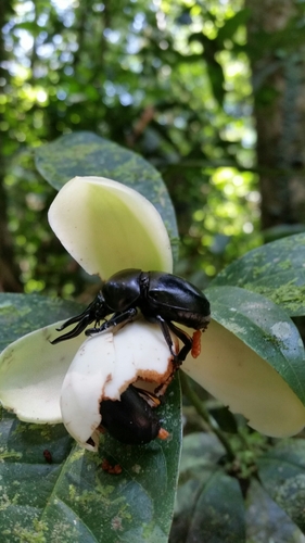 Fruhstorferia anthracina (Fruhstorferia anthracina)
