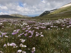 Euphrasia collina diversicolor