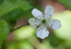 Rubus