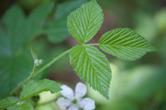 Rubus