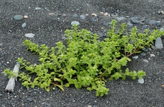 Honckenya peploides major