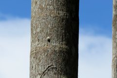 Emcephalus floccosus