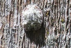 Emcephalus floccosus